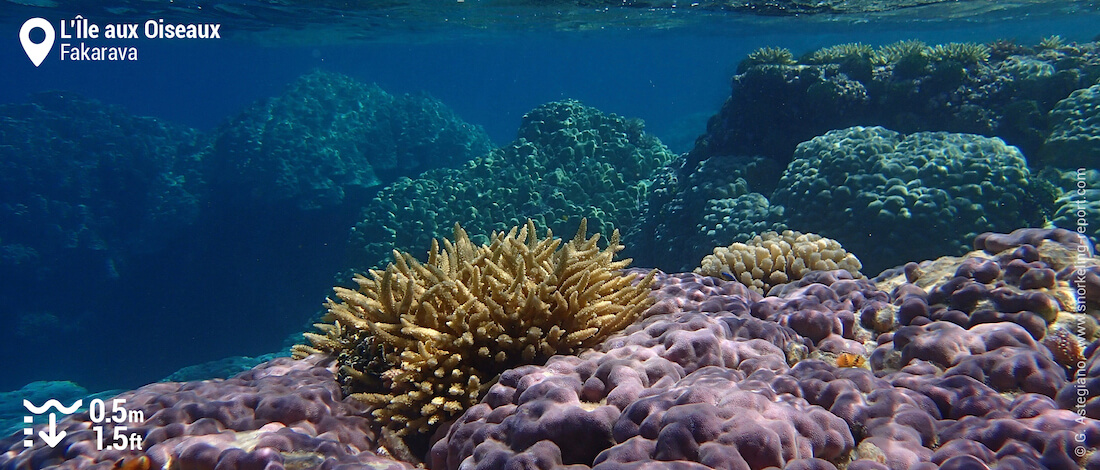Récif corallien à l'Île aux Oiseaux