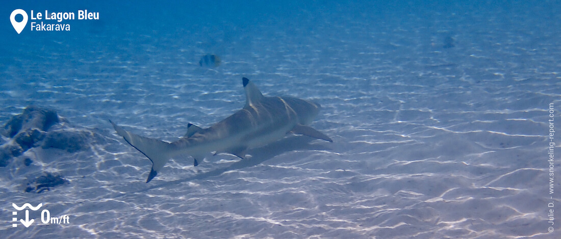 Blacktip reef shark in Fakarava Blue Lagoon