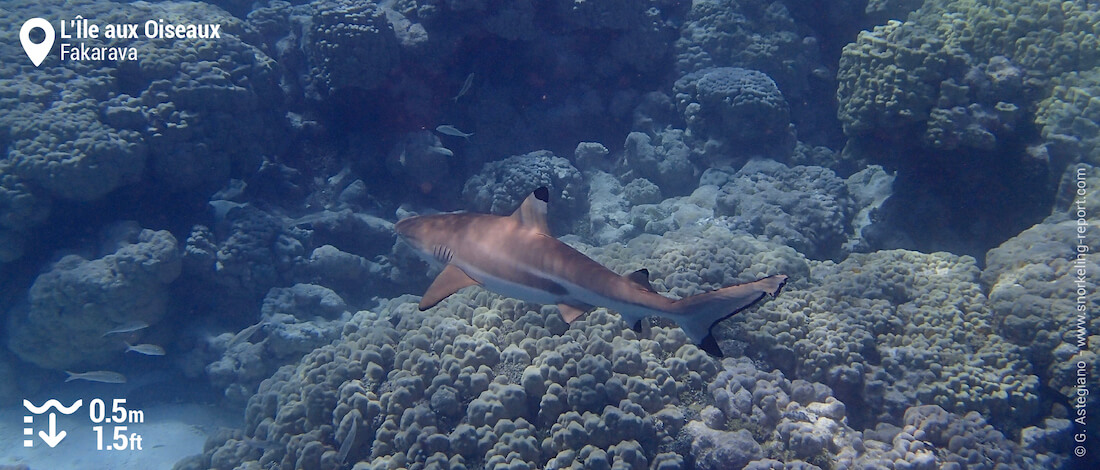 Requin à pointes noires à l'Île aux Oiseaux de Fakarava