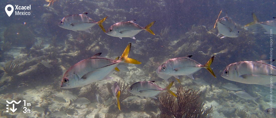 School of horse-eye jacks at Xcacel