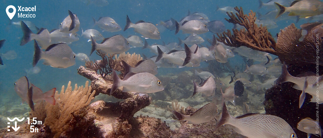 Sailors grunt shoaling at Xcacel Beach