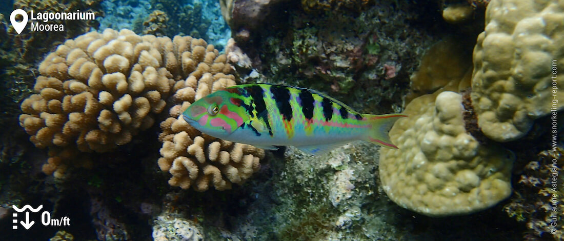 Sixbar wrasse in the Lagoonarium, Moorea