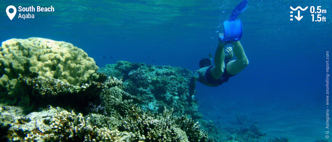 Snorkeling South Reef | Snorkeling Park,