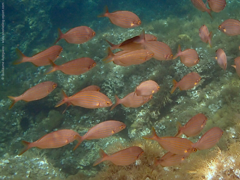 Le petit Aquarium de la Madrague à Saint-Cyr-sur-Mer