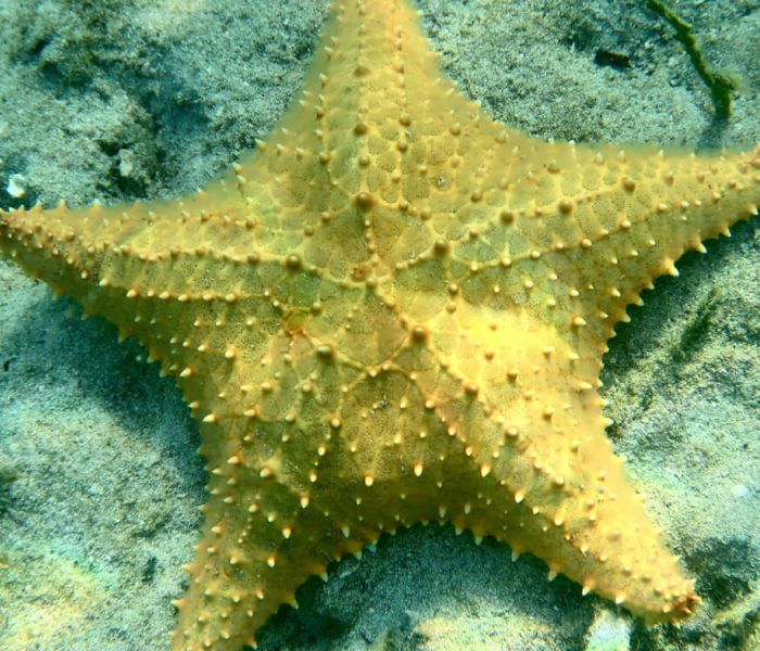 Playa Estrella