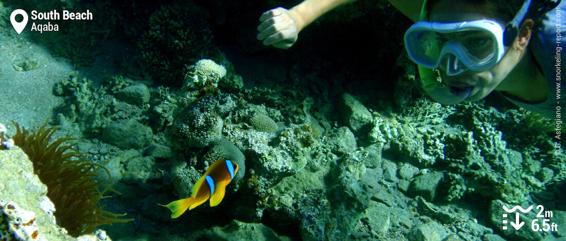 Snorkeling with clownfish in South Beach, Aqaba Marine Park