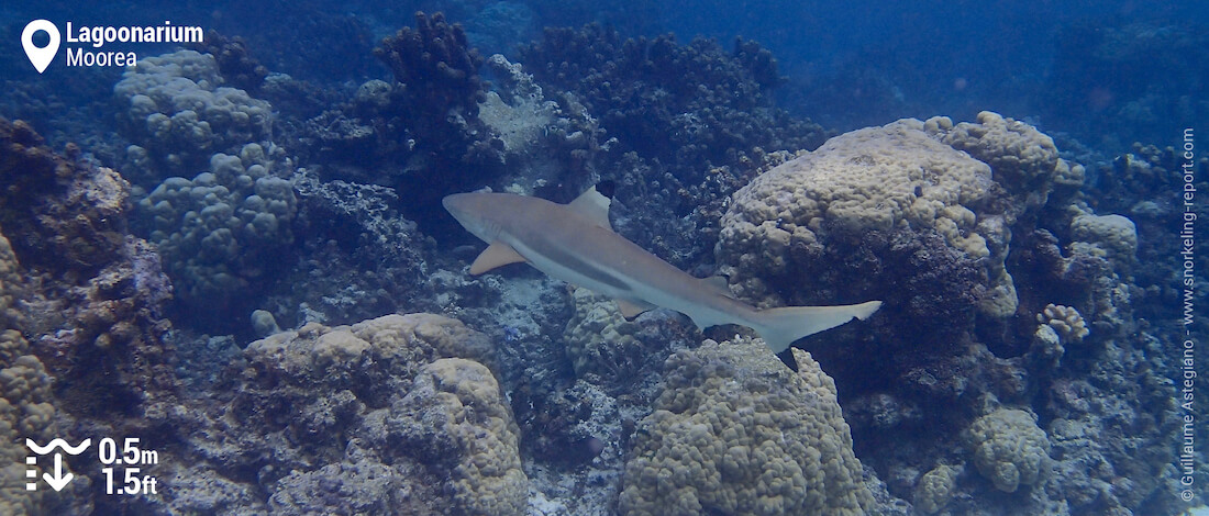 Snorkeling with reef sharks in the Lagoonarium, Moorea