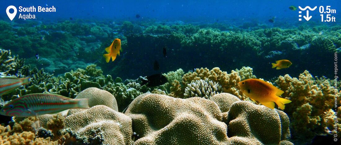 South Beach Aqaba reef flat snorkeling