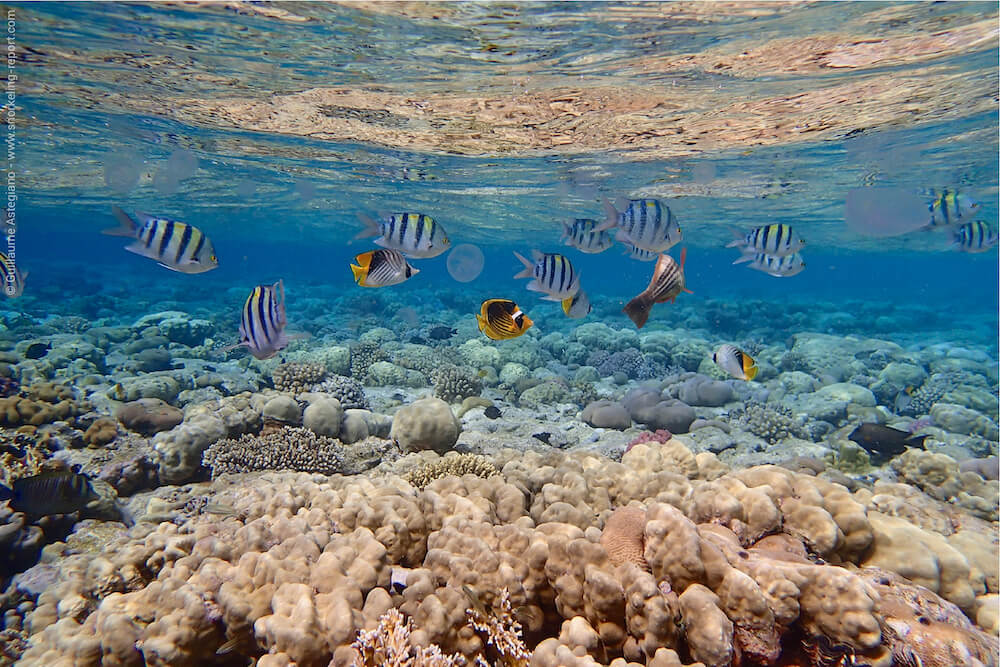 La luminosité est maximale juste sous la surface de l'eau.