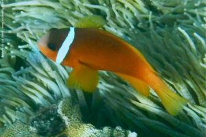 Amphiprion barberi 