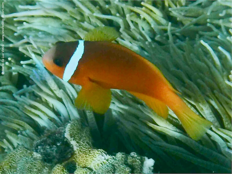 Amphiprion barberi