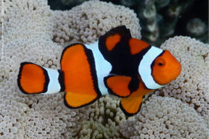 Amphiprion percula