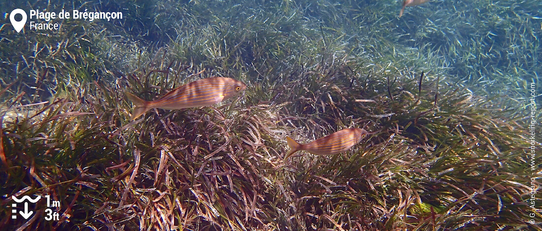 School of salema porgy in Bregançon