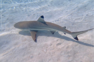 Carcharhinus melanopterus