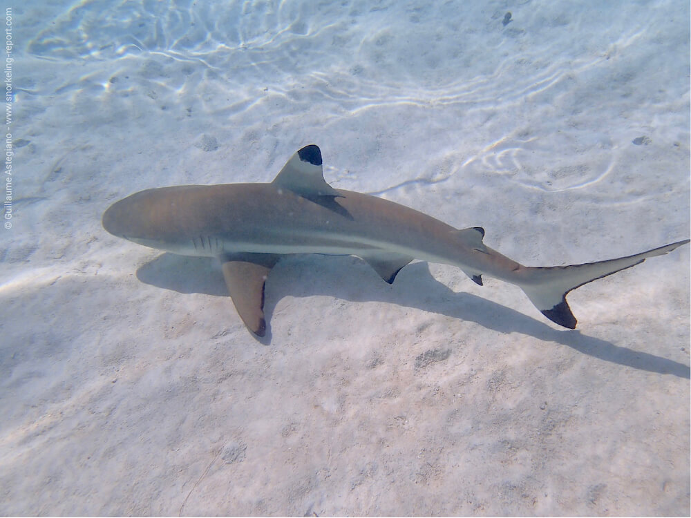 baby black tip reef shark