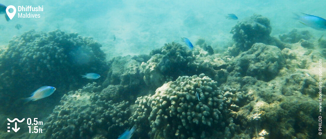 Green chromis over coral beds in Dhiffushi