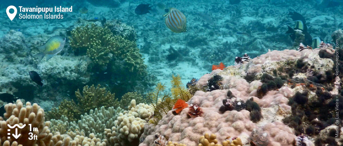 Coral reef at Tavanipupu Island