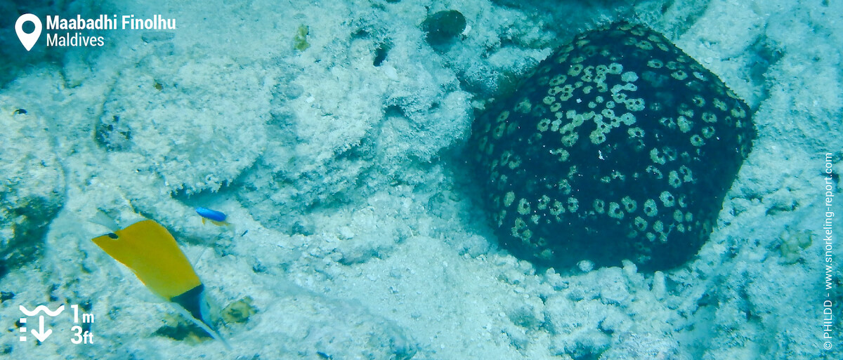 Cushion sea star and yellow longnose butterflyfish