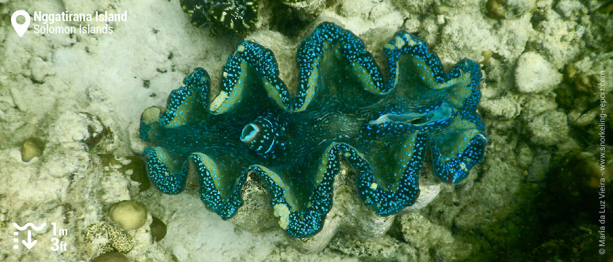 Giant clam at Nggatirana Island