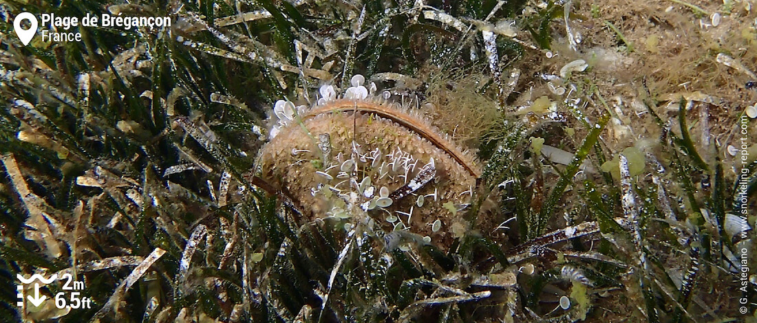 Noble pen shell in Bregançon Beach seagrass meadows