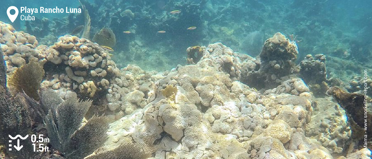 Hard corals reef at Playa Rancho Luna