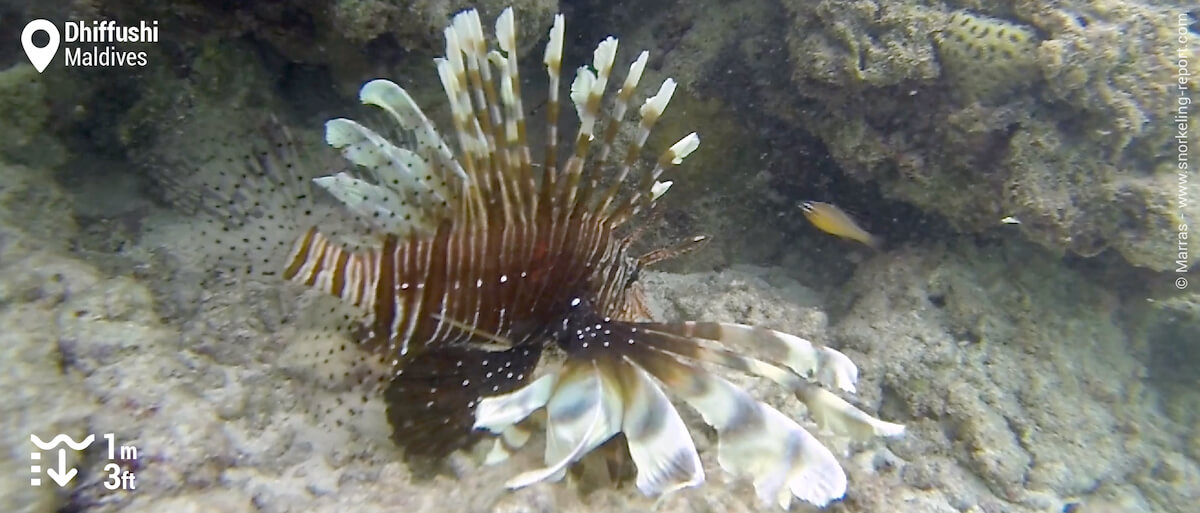 Lionfish in Dhiffushi