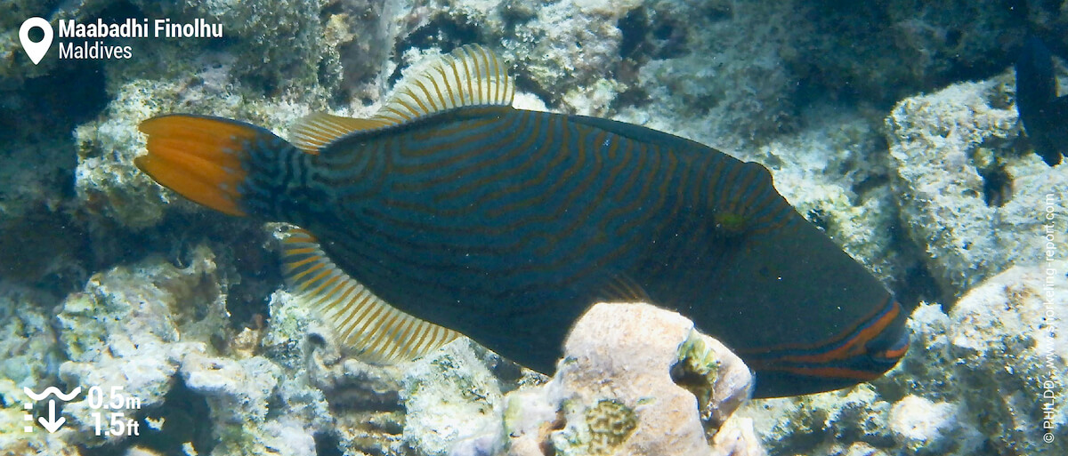 Orange-lined triggerfish