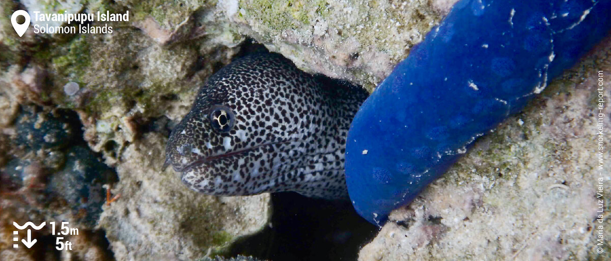 Paintspotted moray at Tavanipupu Island