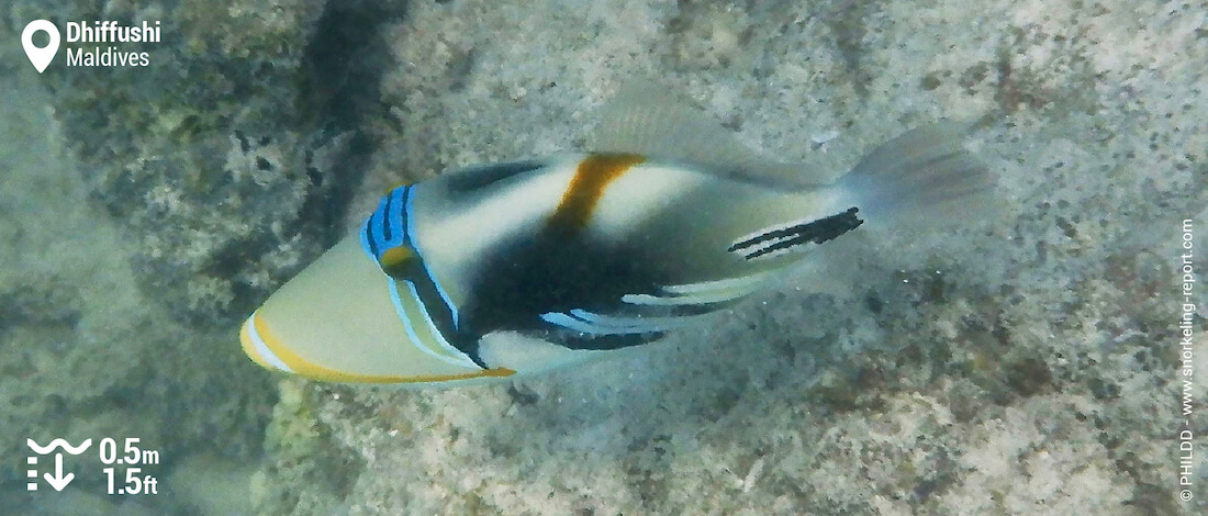Picasso triggerfish at Dhiffushi reef flat
