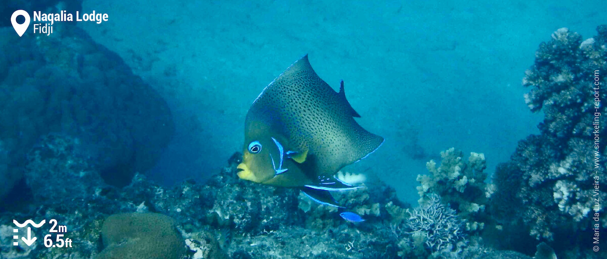 Poisson-ange à demi cercle au Naqalia Lodge