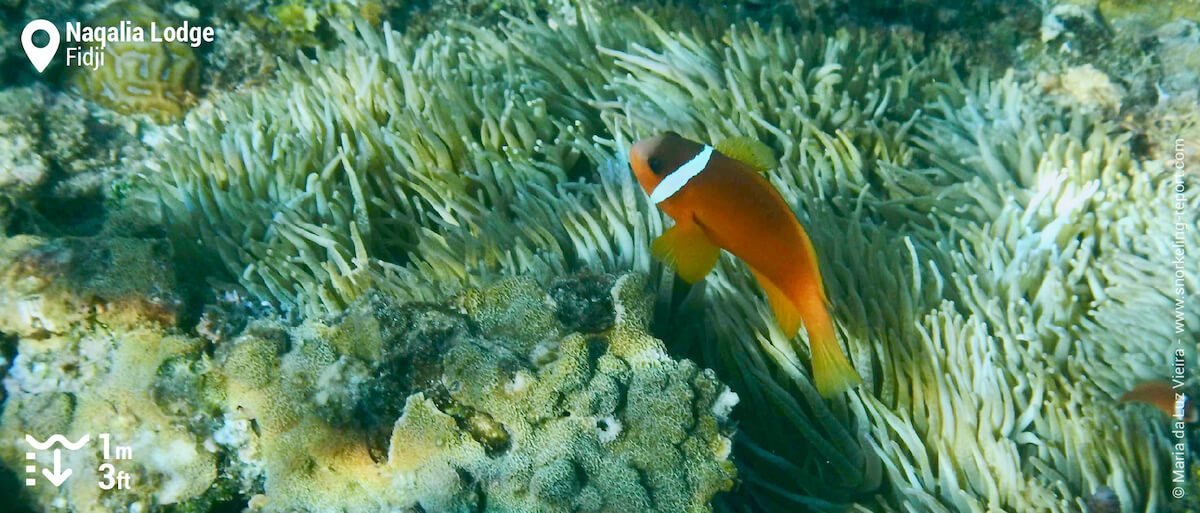 Poisson-clown des Fidji au Naqalia Lodge