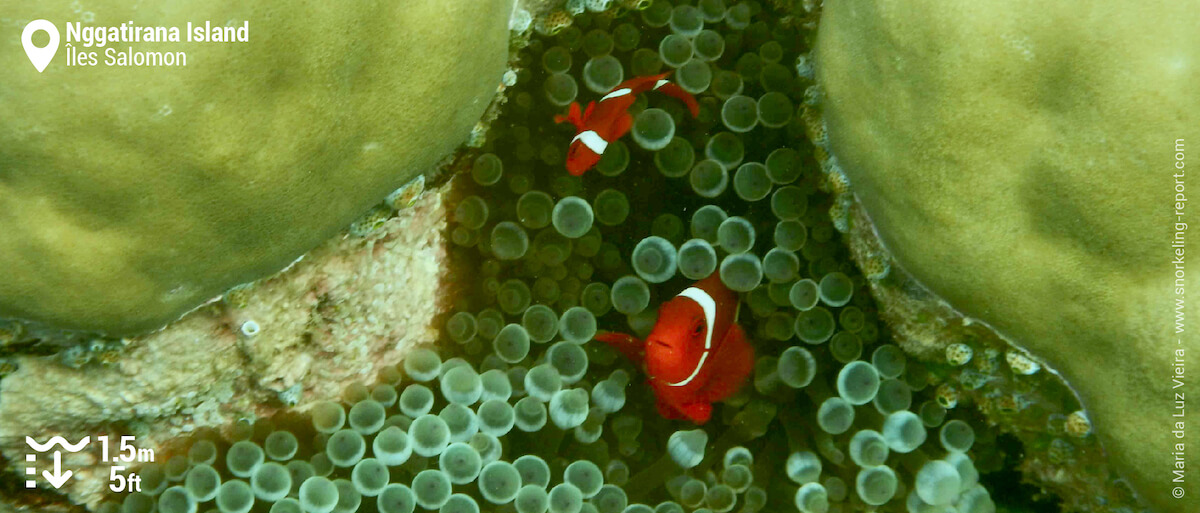 Poissons-clowns à joue épineuse à Nggatirana Island