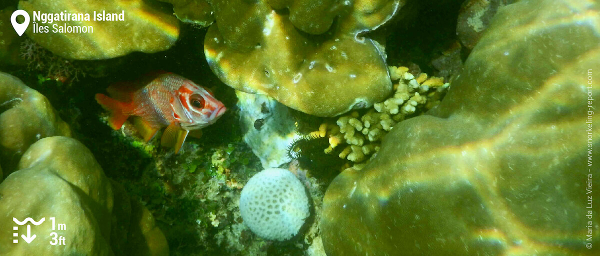 Poisson-écureuil à Nggatirana Island