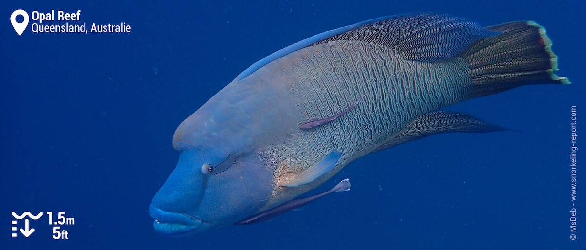 Poisson Napoléon à Opal Reef