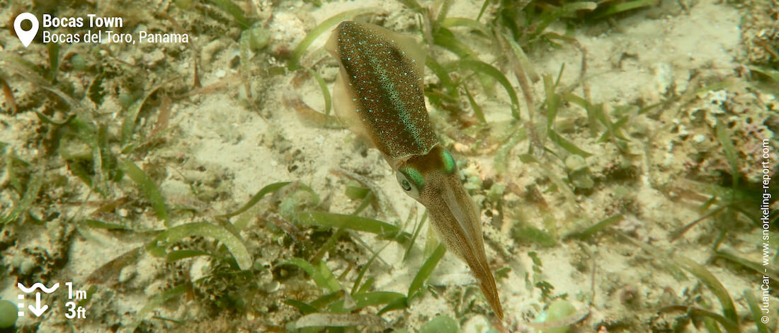 Caribbean reef squid in Bocas Town seagrass meadows