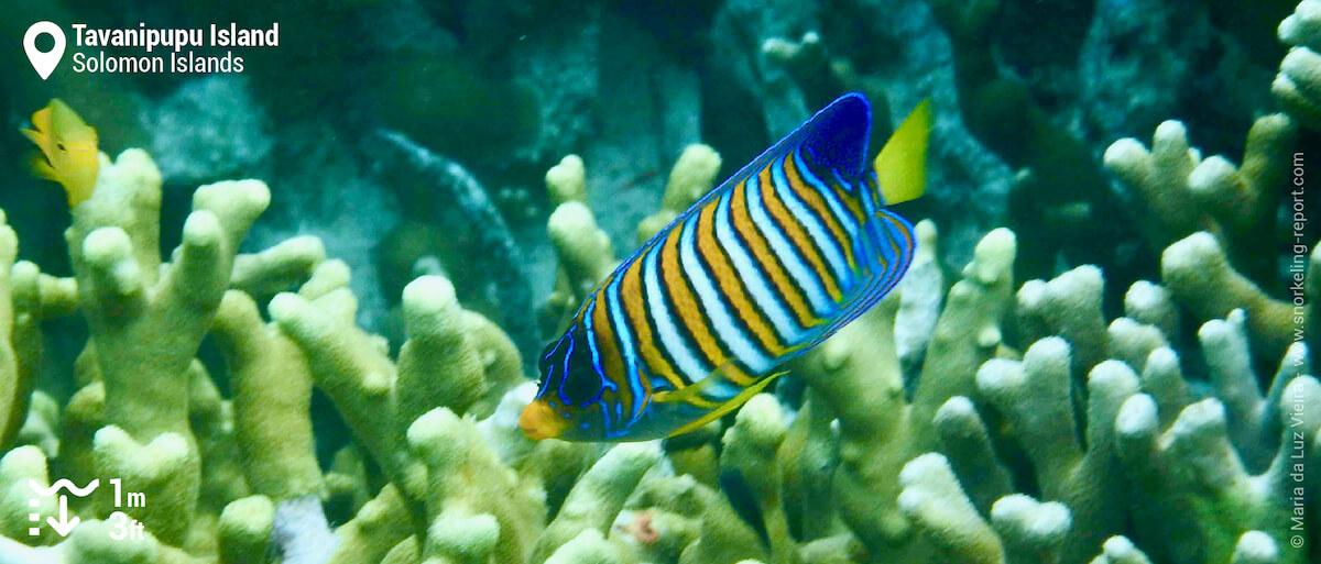 Regal angelfish over Tavanipupu Island coral reef