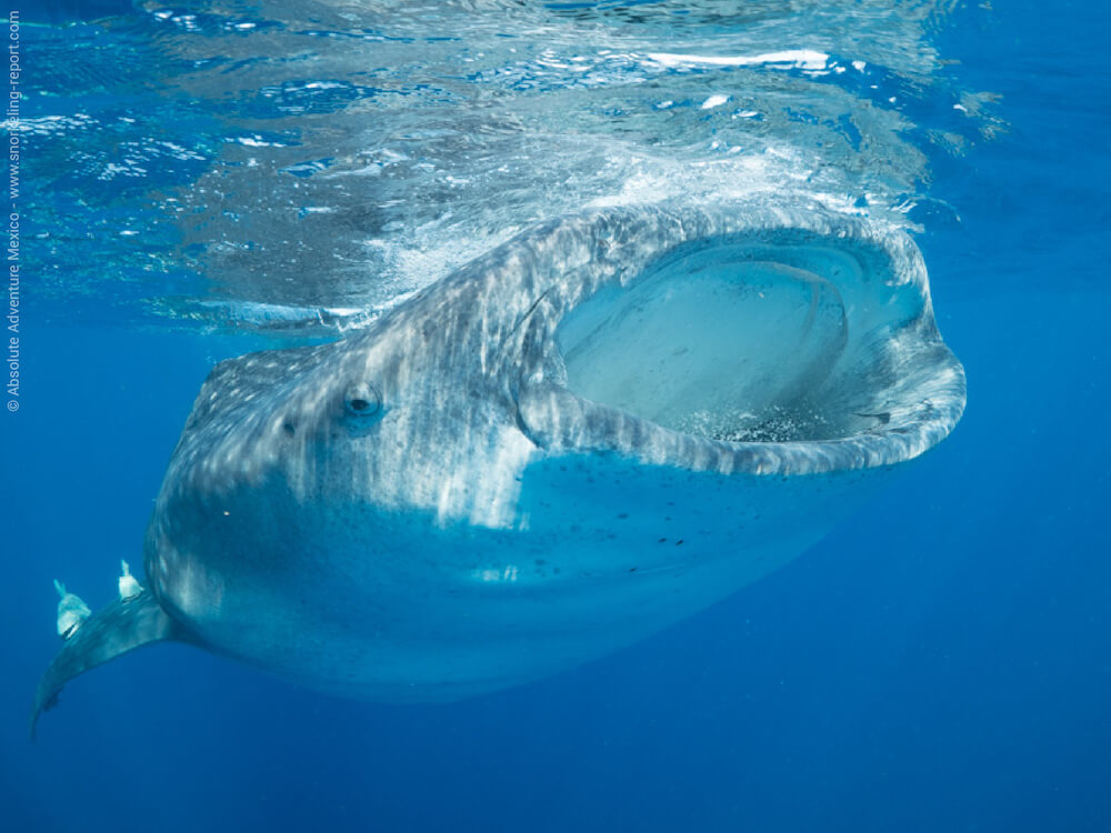 Rhincodon typus