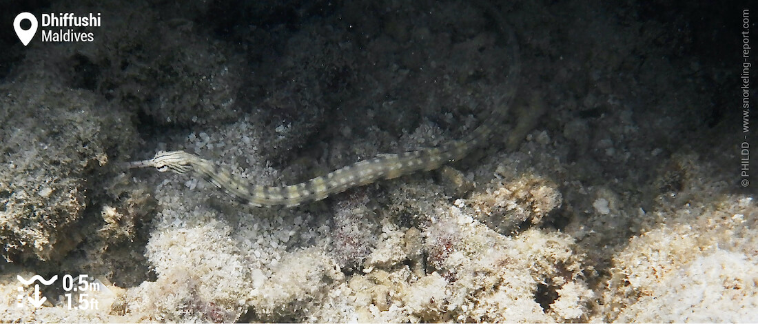 Syngnathe à pointillés à Dhiffushi