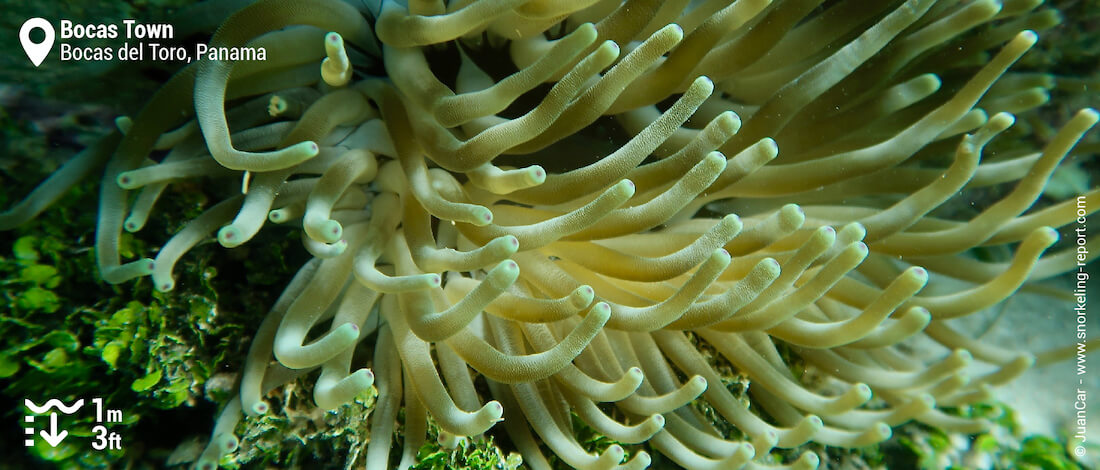 Sea anemone in Bocas Town