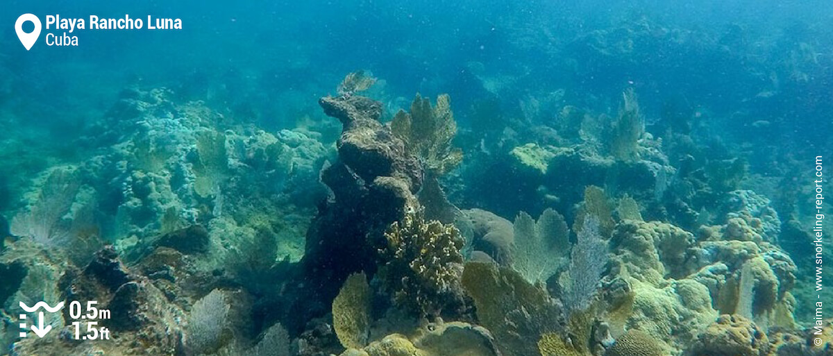 Sea fan reef at Playa Rancho Luna