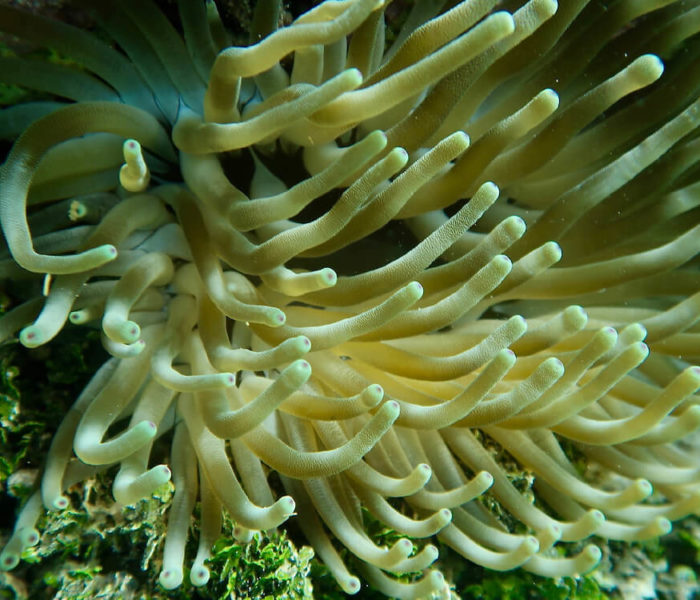 Snorkeling in Manuel Antonio National Park | Snorkeling in Costa Rica