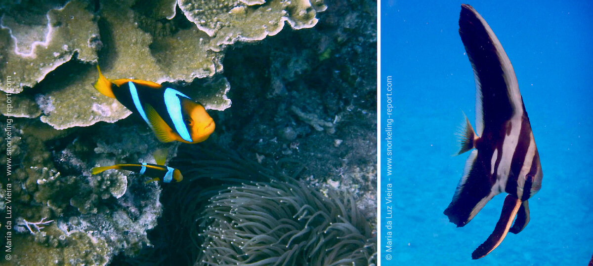 Yasawa Islands reef life snorkeling