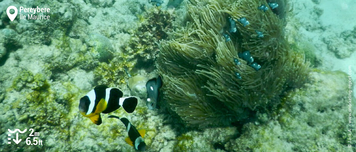 Le poisson-clown de Maurice, endémique des îles Maurice et Réunion, peut être aperçu à faible profondeur au niveau du tombant de Pereybere, face au Beach Club et à la plage du Mur.