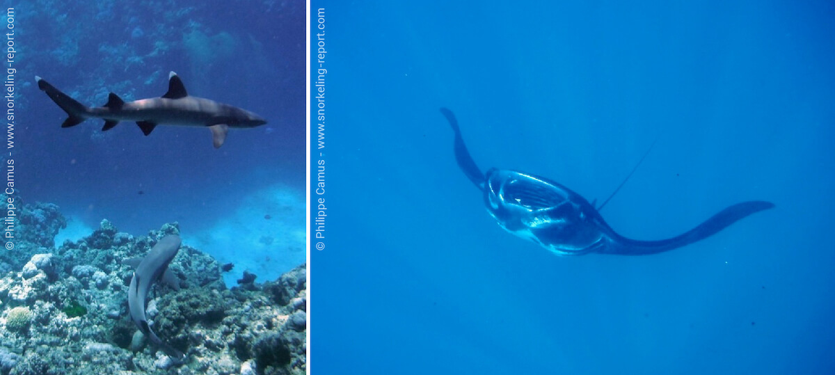 Snorkeling with sharks and manta rays in Fiji