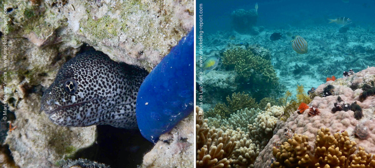 Snorkeling in the Solomon Islands, Tavanipupu