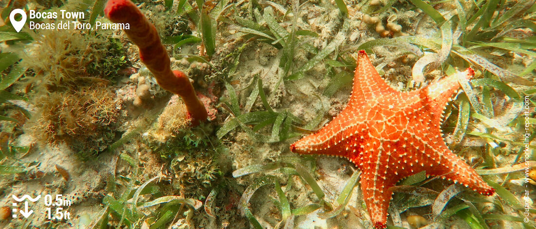 Cushion starfish and sponges in Bocas Town