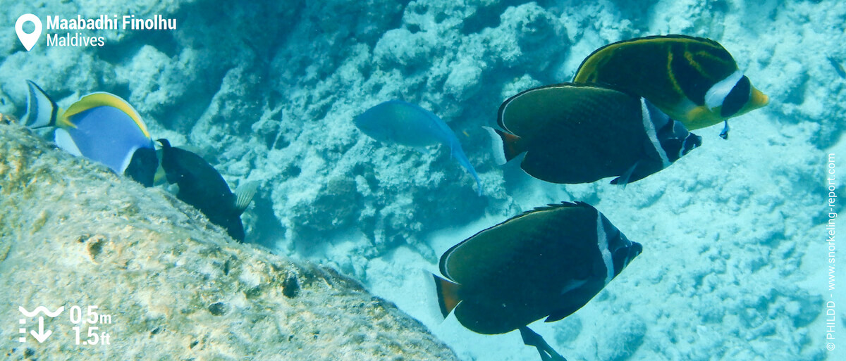 Surgeonfish and butterflyfish at Maabadhi Finolhu