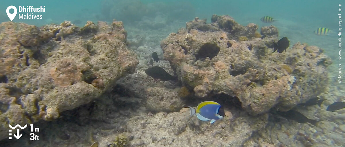 The coral patches found in zone 2 attract many fish species, including the powder blue tang.