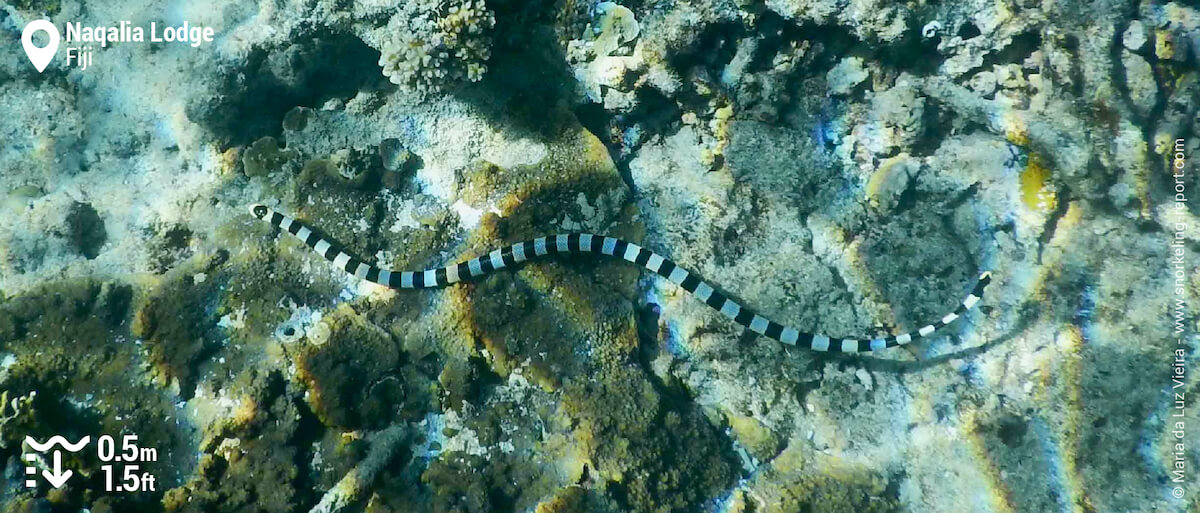 Yellow-lipped sea krait in Wayasewa Island