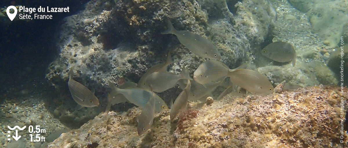 Banc de saupes de Méditerranée à la Plage du Lazaret